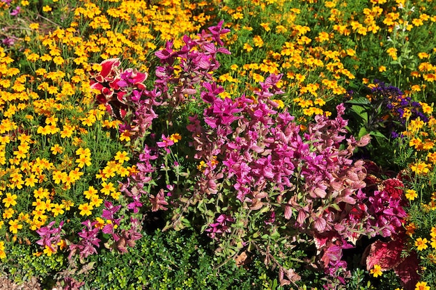 Blumen im Potsdamer Park, Deutschland