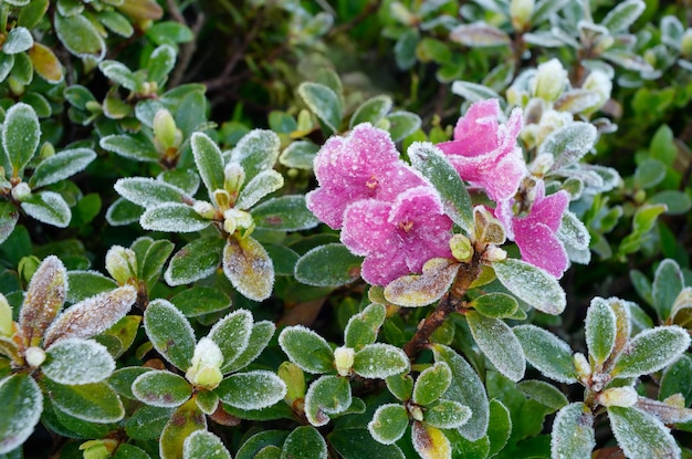 Foto blumen im raureif