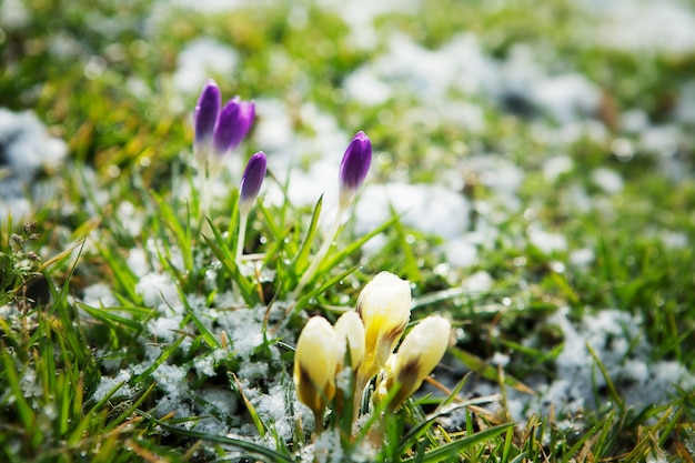 Foto blumen im schnee wachsen