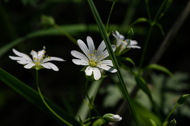 Blumen im Sommer.