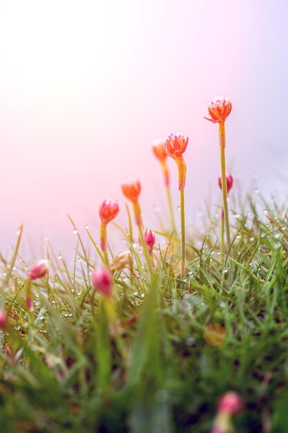 Blumen im Tau im Morgengrauen