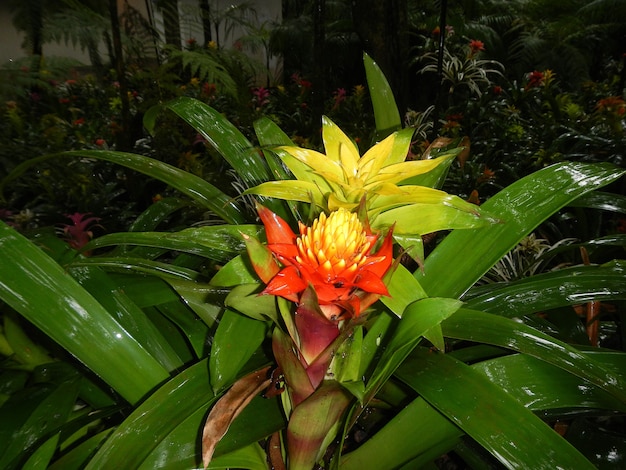 Blumen im Vogelpark in Iguazu, Brasilien