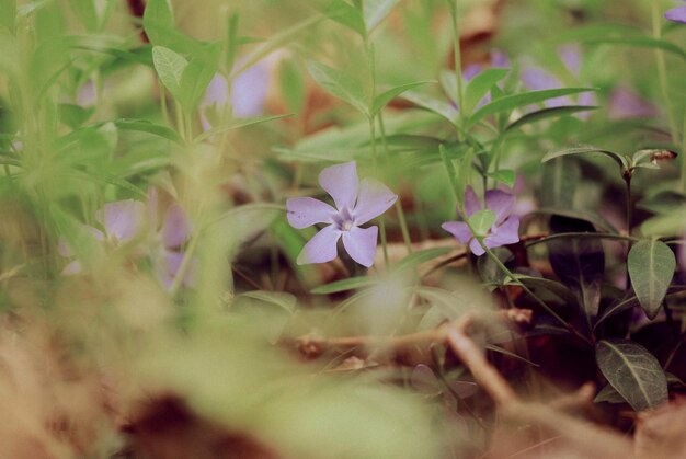 Foto blumen im wald