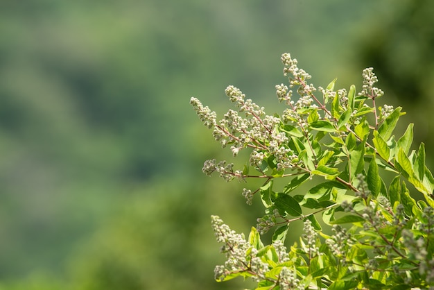 Blumen im Wald