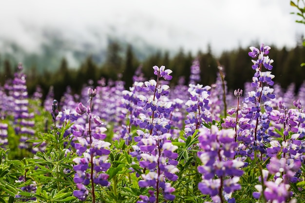 Blumen in Alaska