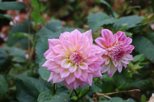 Blumen in botanischen Gärten