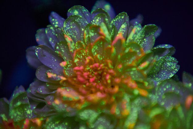 Blumen in den Farbtropfen leuchten im ultravioletten Licht. Natürliche Schönheitskosmetik