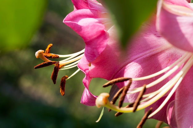 Blumen in der Frühlingssaison, Blumen werden für die Landschaftsgestaltung angebaut