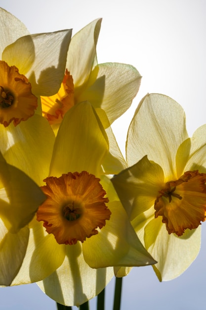 Blumen in der Frühlingssaison, Blumen werden für die Landschaftsgestaltung angebaut