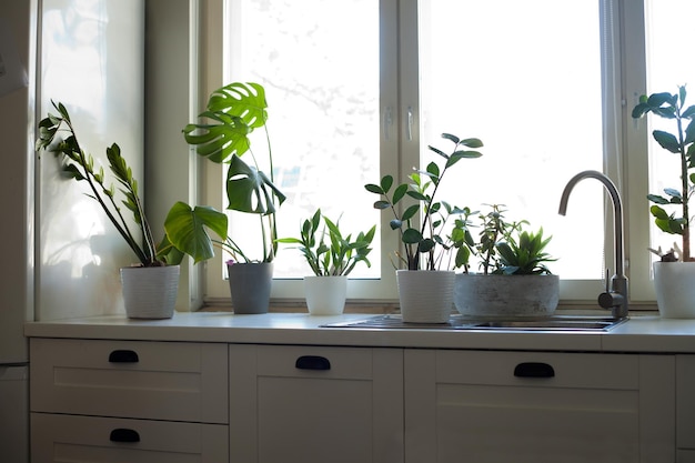 Blumen in der Küche in der Nähe des Fensters Zimmerpflanze im Blumentopf im Zimmer in einer Wohnung mit modernem Interieur