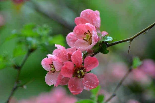 Blumen in der Natur. Naturkonzept mit Blumen. rosa Blumenkulisse. Blütezeit.