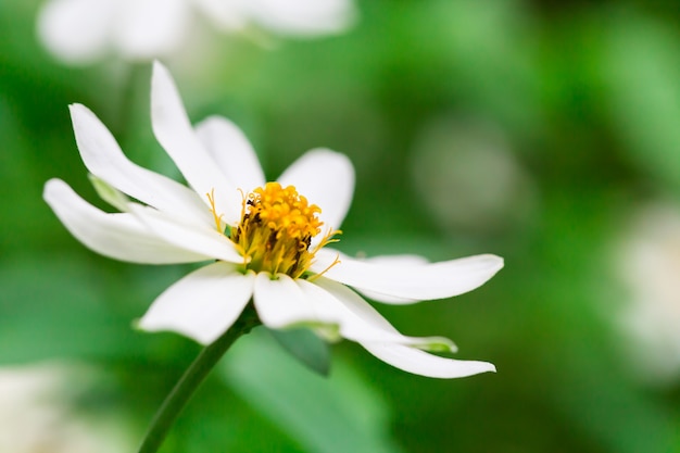 Blumen in der Natur.