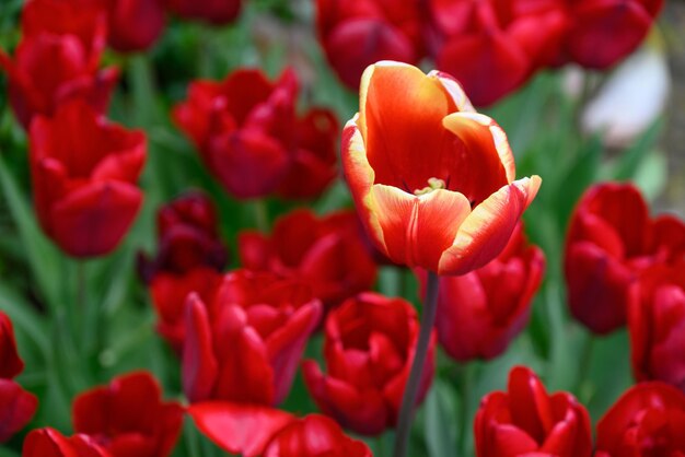 Foto blumen in deutschland