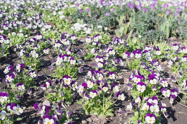 Blumen in einem Blumenbeet im Park