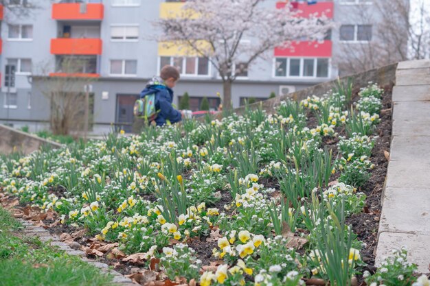 Blumen in einem Blumenbeet im Park