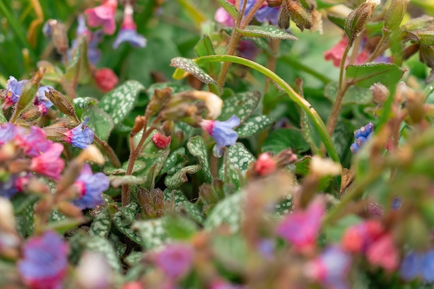 Blumen in einem Blumenbeet im Park