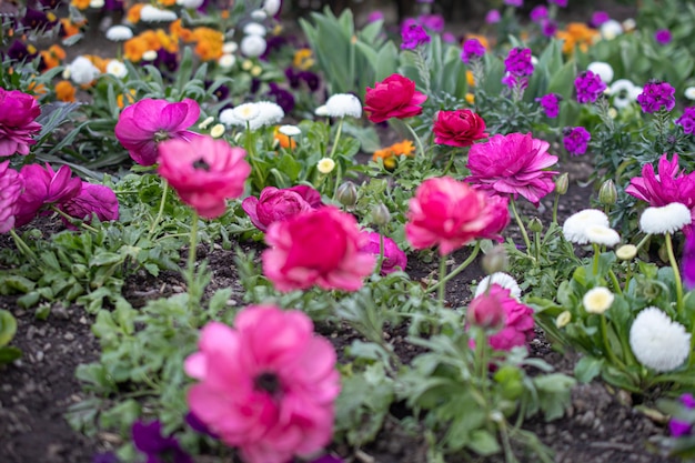 Blumen in einem Blumenbeet im Park