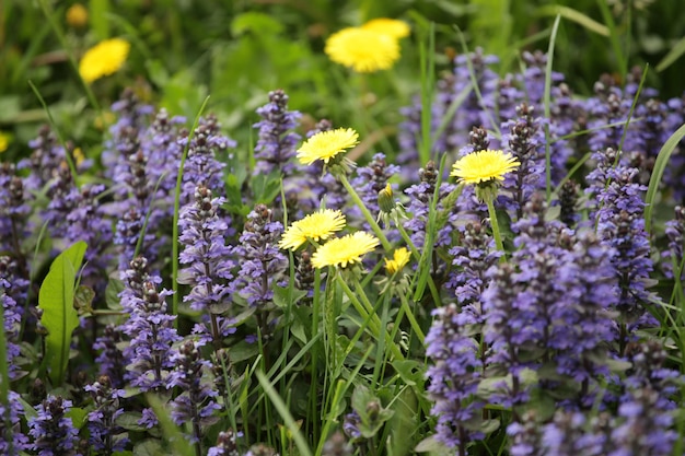 Blumen in einem Garten aus nächster Nähe