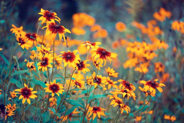 Blumen in einem Garten im Sommer