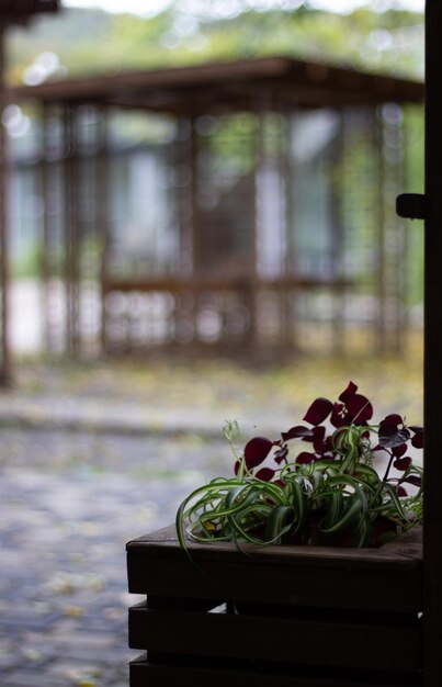 Blumen in einem Holzbottich am Eingang des Parks