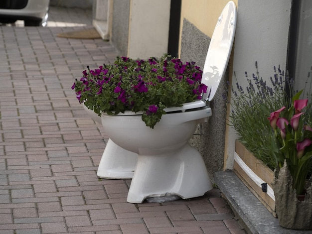 Blumen in einer Toilette