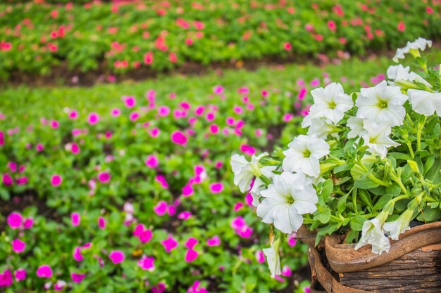 Blumen in Körben gepflanzt