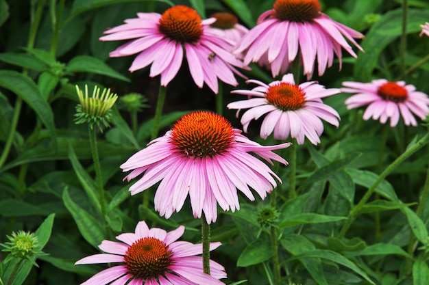 Blumen in New York City, Vereinigte Staaten