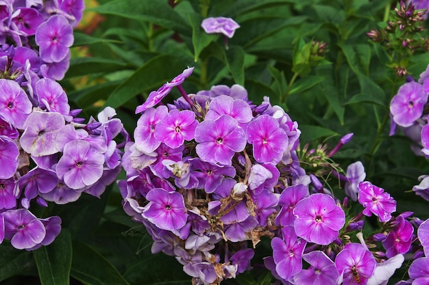 Blumen in Powerscourt Gardens and House, Dublin, Irland