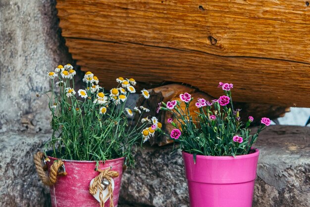 Blumen in Töpfen im Hinterhof