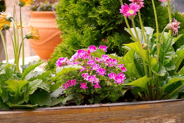 Blumen in Töpfen im Klosterhof Meteora Griechenland Berge und schöne Aussicht