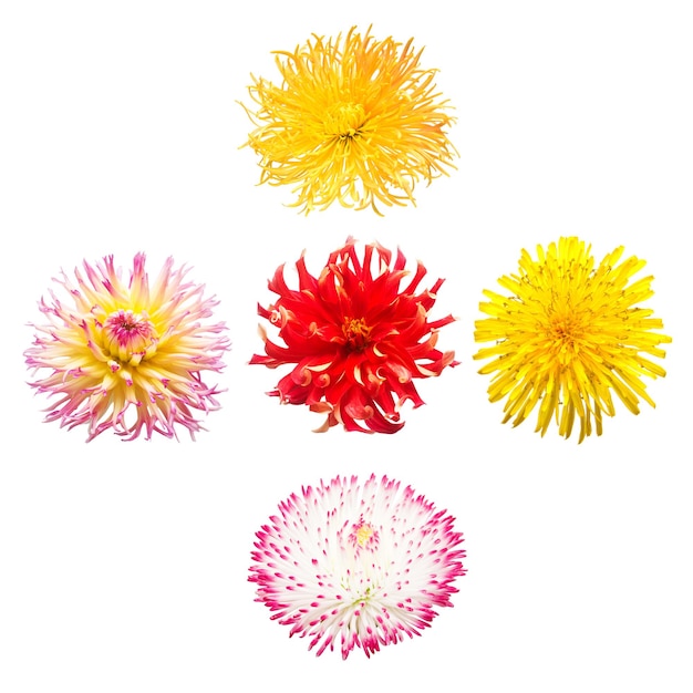 Blumen Kopf Sammlung von schönen Gänseblümchen Calendula Gerbera Chrysantheme Dahlie Kamille isoliert auf weißem Hintergrund Karte Ostern Frühlingszeit eingestellt Flache Ansicht von oben