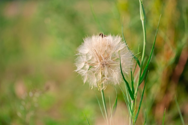 Blumen Löwenzahn Tragopogon auffälliger Ziegenbart Wiesenziegenbart Tragopogon pratensis