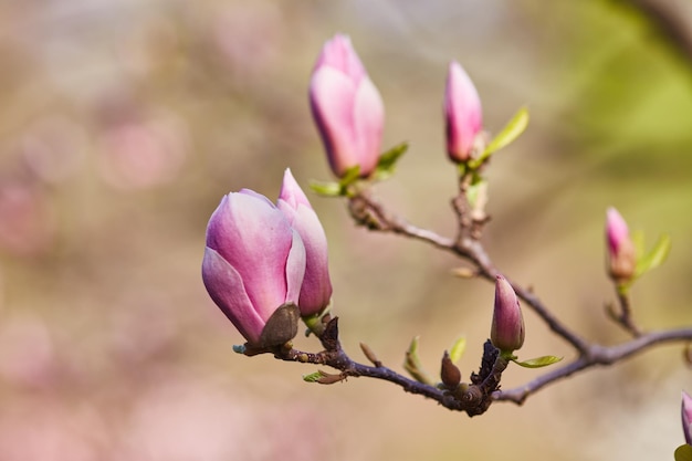 Foto blumen-magnolie, die gegen einen hintergrund von blumen blüht