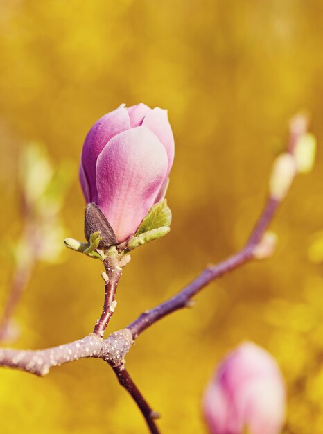 Blumen-Magnolie, die gegen einen Hintergrund von Blumen blüht