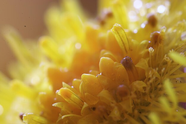 Blumen Makro wilder Naturhintergrund