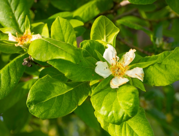 Blumen Mespilus germanica (Mispel)