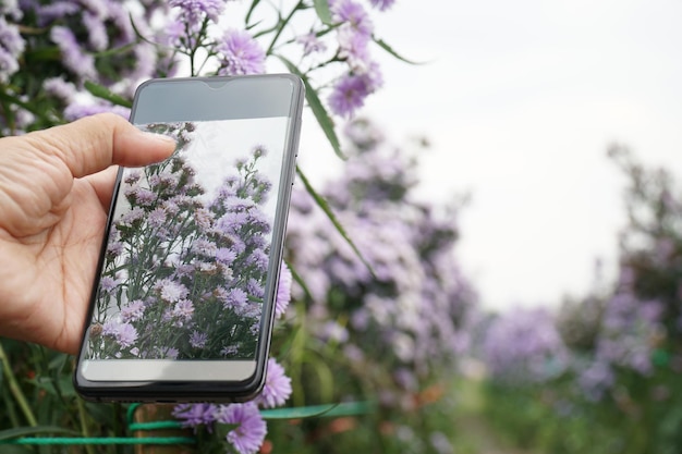 Blumen mit dem Handy fotografieren