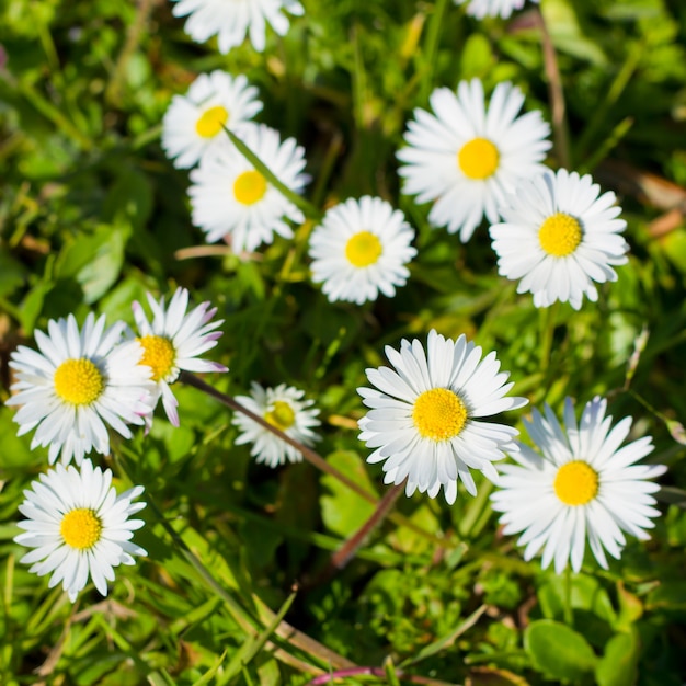 Blumen mit Gras