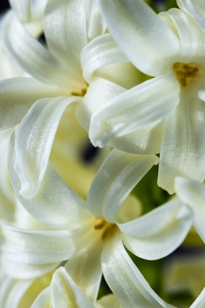 Blumen mit langen Blütenblättern Makro. Die blühende Hyazinthe ist nah