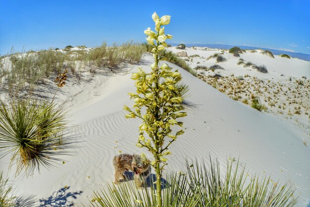 Foto blumen mit sand im hintergrund