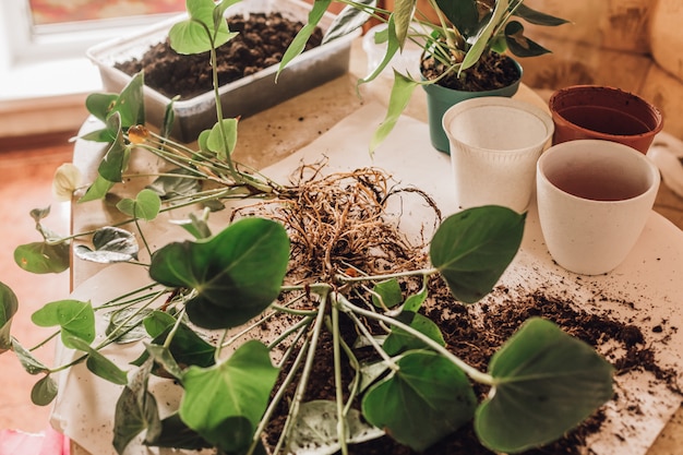 Blumen nach Hause in neue Töpfe verpflanzen