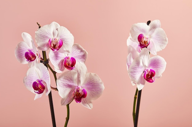 Blumen Orchidee Phalaenopsis weiße Blüten mit rosa Adern und Kern auf rosa Hintergrund