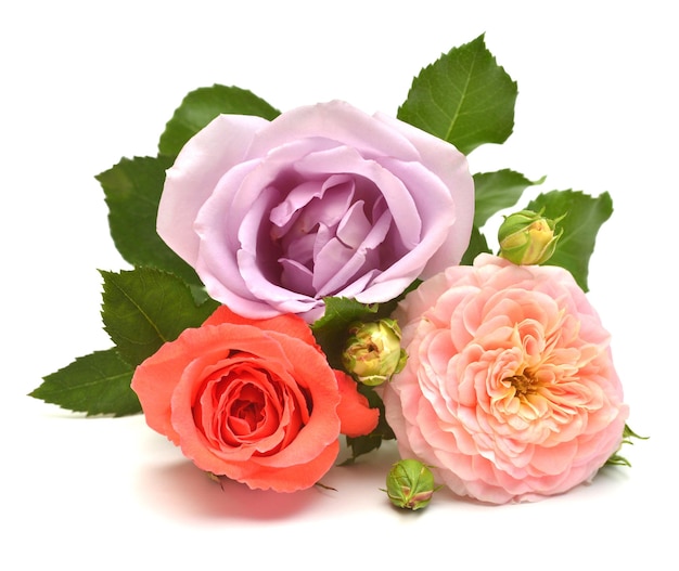 Blumen Rosen orange, pink und lila isoliert auf weißem Hintergrund. Blumenmuster, Objekt. Flache Lage, Draufsicht