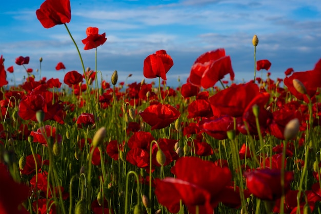 Blumen Rote Mohnblumen blühen auf wildem Feld Die Erinnerungsmohnblume Mohnfeld Blume zum Volkstrauertag Memorial Day Anzac Day in Neuseeland, Australien, Kanada und Großbritannien