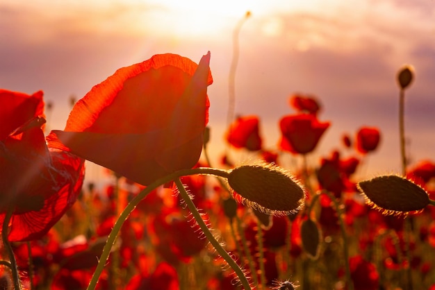 Blumen rote Mohnblumen blühen auf wildem Feld Mohnfeld in voller Blüte gegen Sonnenlicht-Gedenktag