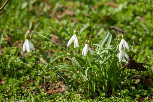 Blumen Schneeglöckchen im Gartensonnenlicht Erste schöne Schneeglöckchen im Frühling Gemeines Schneeglöckchen blüht Galanthus nivalis blüht im Frühlingswald Schneeglöckchen hautnah