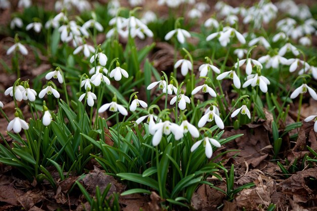 Blumen Schneeglöckchen im Gartensonnenlicht Erste schöne Schneeglöckchen im Frühling Gemeinsame Schneeglöckchen blühen Galanthus nivalis blühen im Frühlingswald