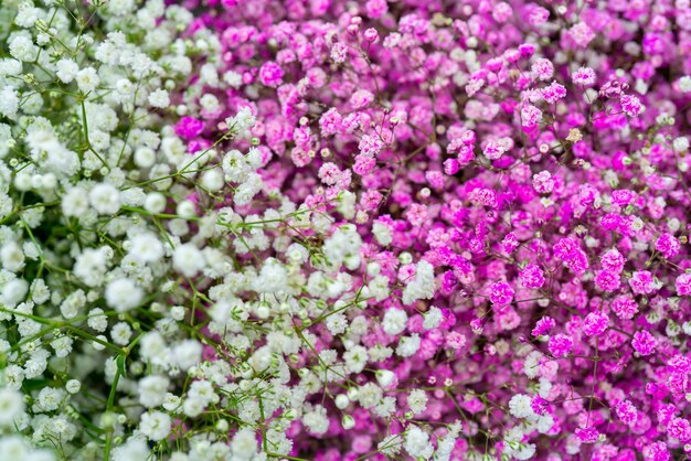 Blumen schöner Strauß.