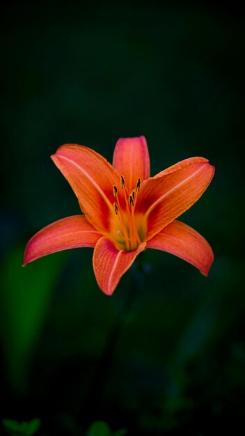 Blumen sind in der Tat eines der schönsten Geschenke der Natur für uns.