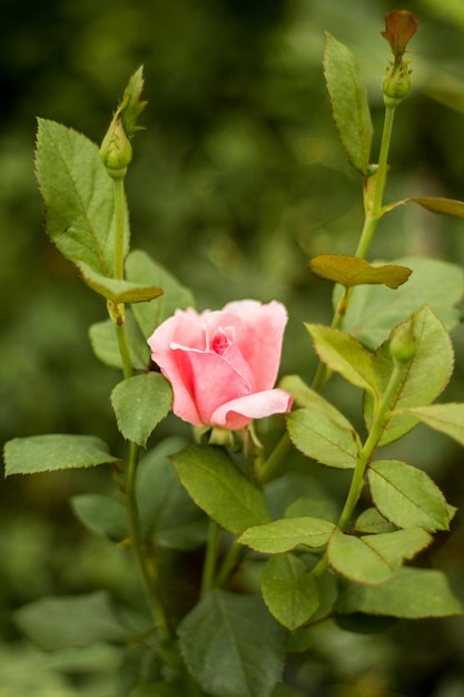 Foto blumen sind in der tat eines der schönsten geschenke der natur für uns.